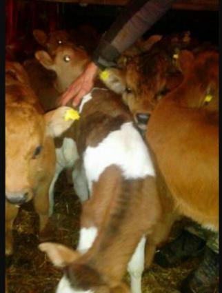 Gürcüstan sortu ətlik bzov lar tez kökləndi 1 ayliqdi