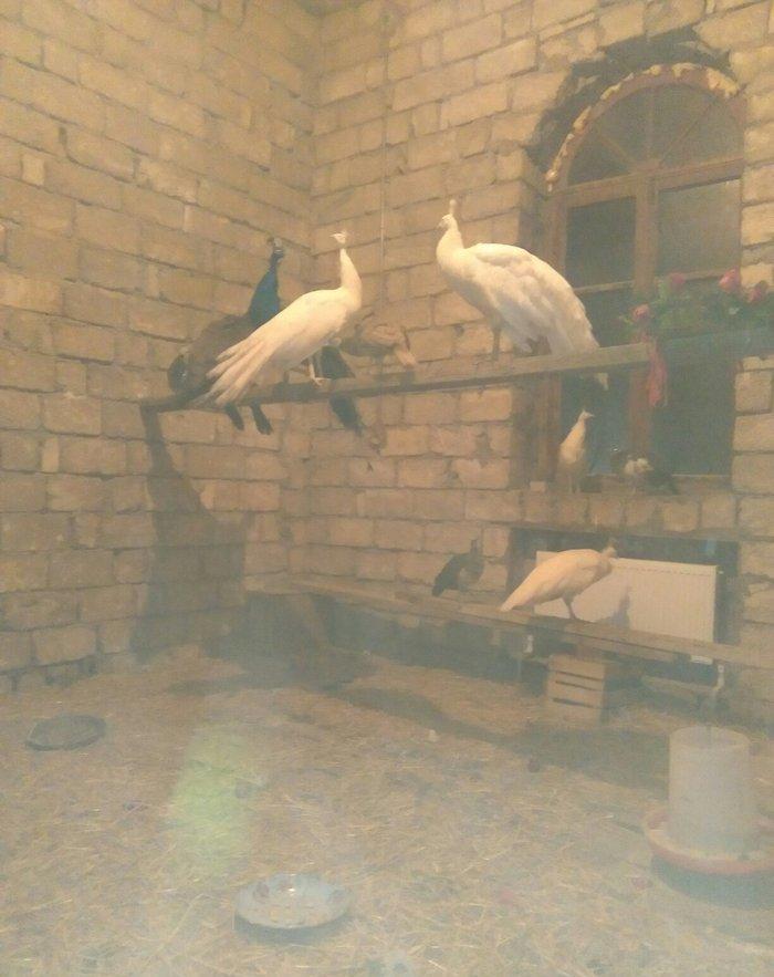 ag tovuz quwu xoruz 1 ededi 750man.3illik tam saglam peyvendler vurulu