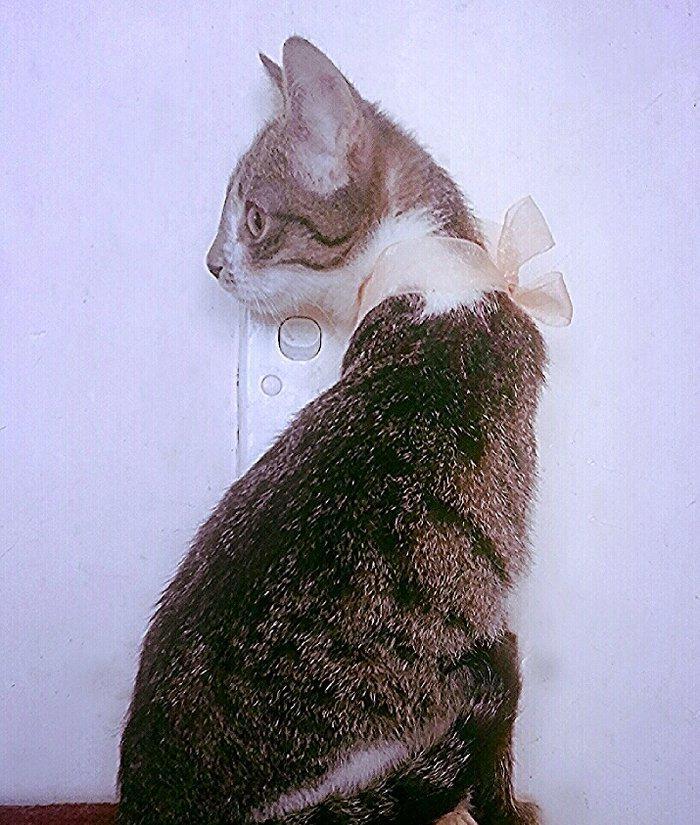 Pulsuz yaxşı etibarlı ellere temiz ev pişiyi verilir 3 aylıq dişi