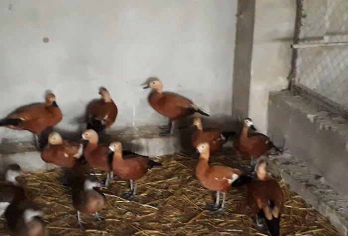 Anqut satılır bir ədədi 50 manat xaxlun ördəkləri (fərələr) bir ədədi