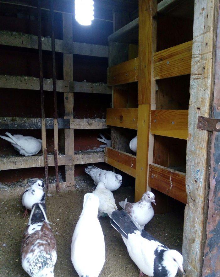 1 denesin 6 manatdan satiram awaxasi 5 denesin almaq wertiynen ucurtma