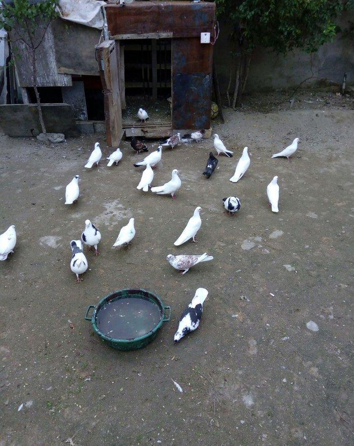 1 denesin 6 manatdan satiram awaxasi 5 denesin almaq wertiynen ucurtma