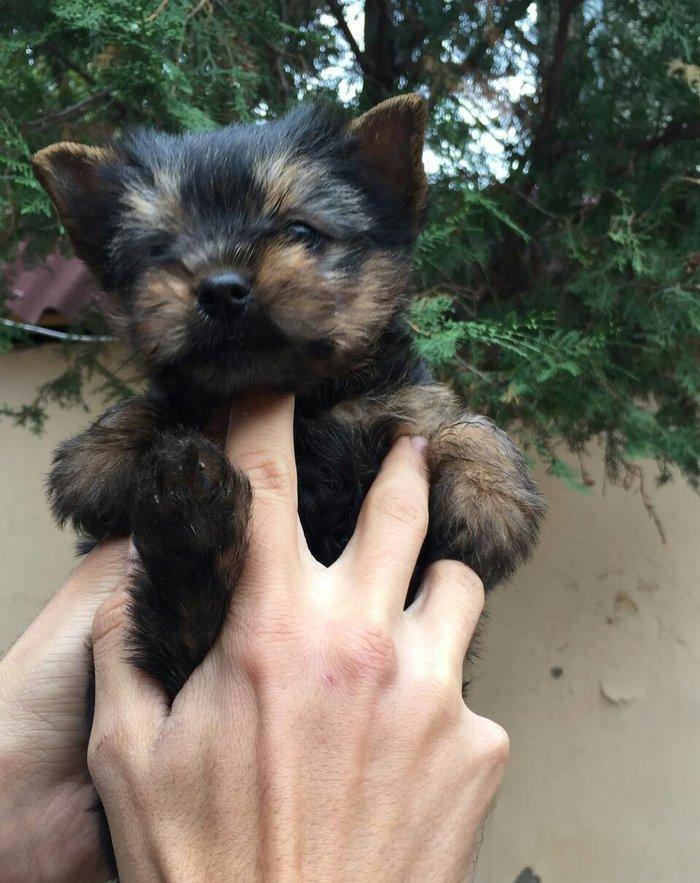 yorkshire terier balası satılır, 2 aylıq erkey peyvend vurulub vet pas