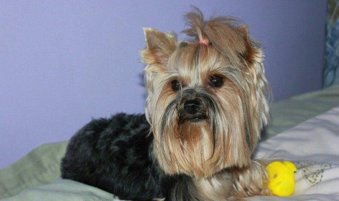 yorkshire terier balası satılır, 2 aylıq erkey peyvend vurulub vet pas