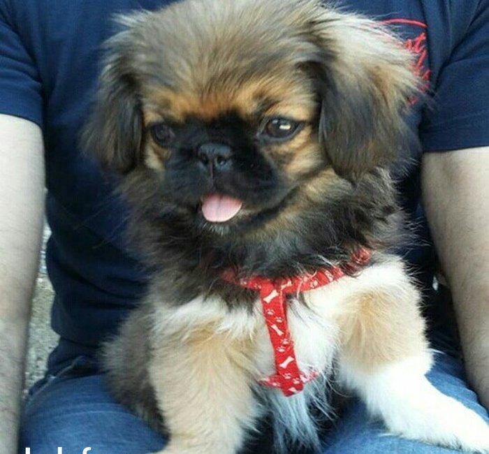 3 aylıq dişi pekines satılır, 1 peyvend vurulub, 250 azn, əlavə məluma