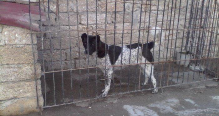 Alabay iti 1 yas 9 ayliqdi disidi cut vurulmuyub afcarka balasi ile