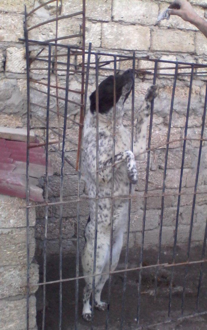 Alabay iti 1 yas 9 ayliqdi disidi cut vurulmuyub afcarka balasi ile