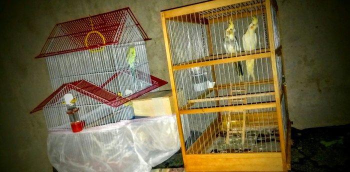 korella papuqay gutduler ev seraitinde baxilir ve tam saglam qusdular