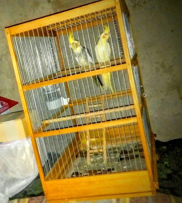 korella papuqay gutduler ev seraitinde baxilir ve tam saglam qusdular