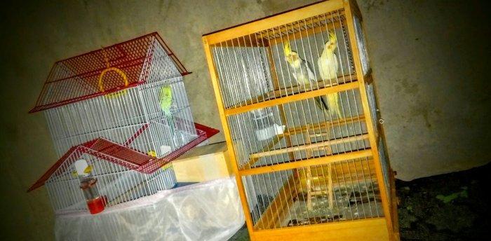 korella papuqay gutduler ev seraitinde baxilir ve tam saglam qusdular