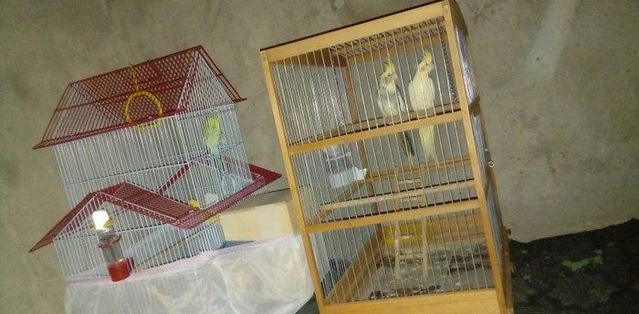 korella papuqay gutduler ev seraitinde baxilir ve tam saglam qusdular