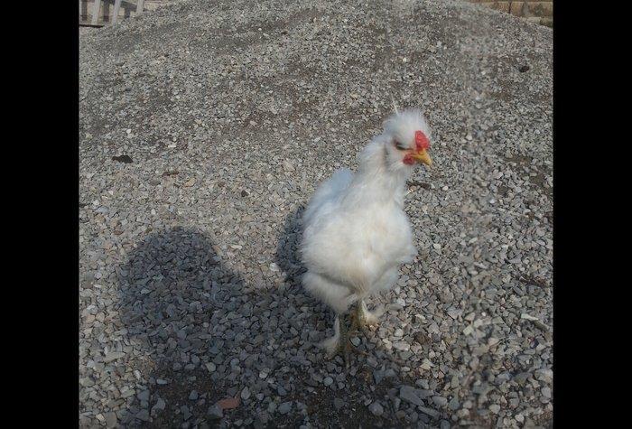 Ponpon xoruz 5 ayliqdı tam sağlam beş barmaqdı isdeyen vassapla elaqe