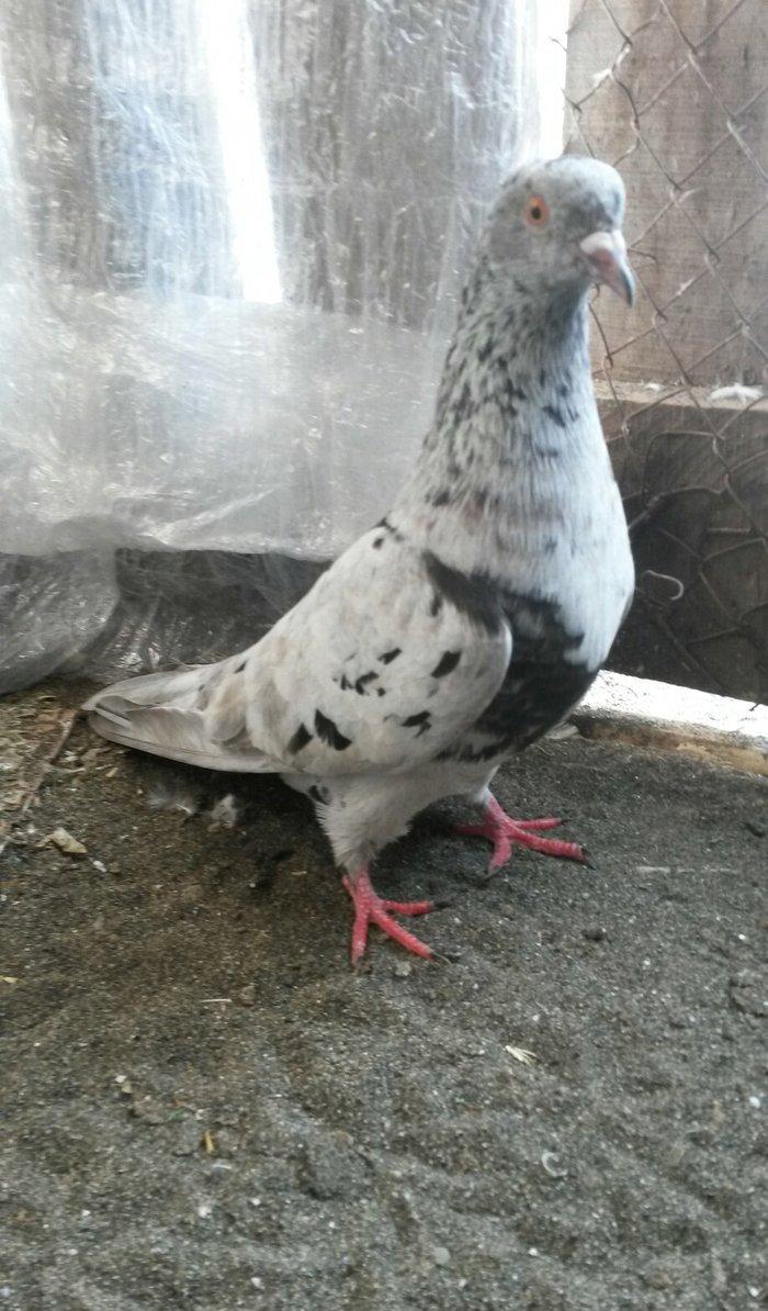 Temiz qan ebresler erkey maya yumurtaya qovur real alıcı narahat etsin