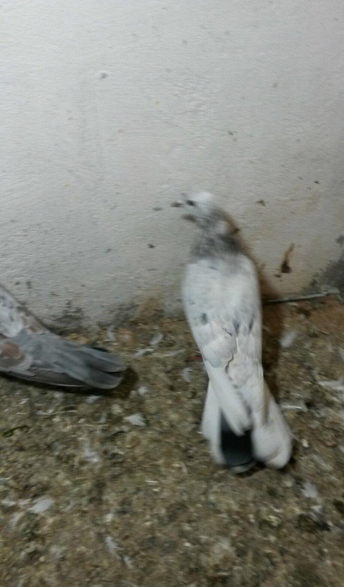 ebreşlər iki erlek bir maya erkek biri 16 tukdu tuləkdədilər tam sagla