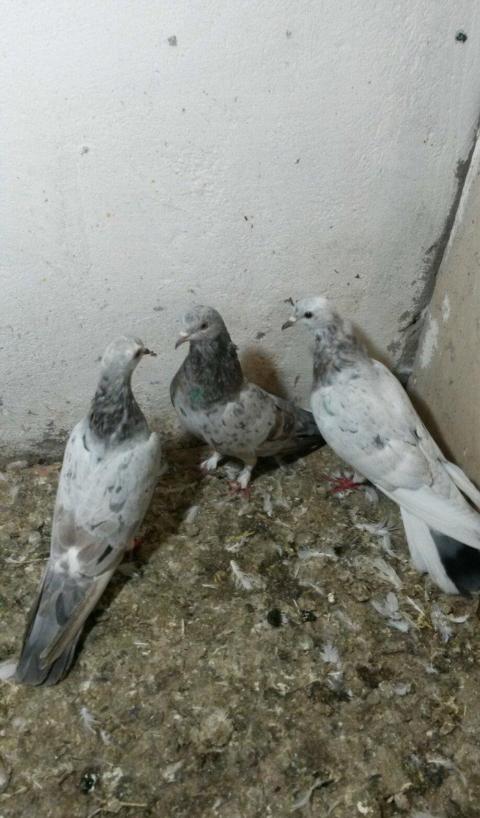 ebreşlər iki erlek bir maya erkek biri 16 tukdu tuləkdədilər tam sagla