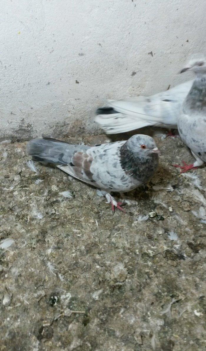 ebreşlər iki erlek bir maya erkek biri 16 tukdu tuləkdədilər tam sagla