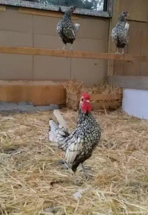 Sekiller ozderinin deyil.4 bramadi 4 orpintondu 2 sibritdi 2 feniksdi