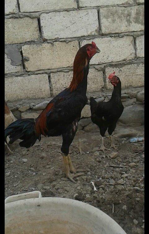 14 ayliqdi çox tərifləmiyecem başı çıxan bilir nədir. Super davası va