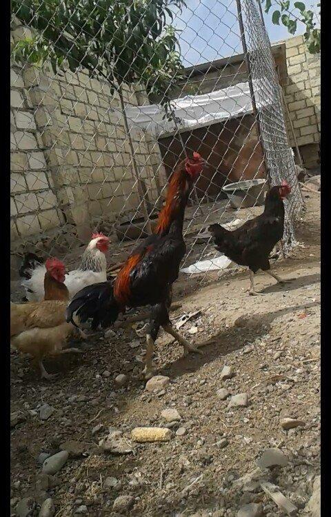 14 ayliqdi çox tərifləmiyecem başı çıxan bilir nədir. Super davası va