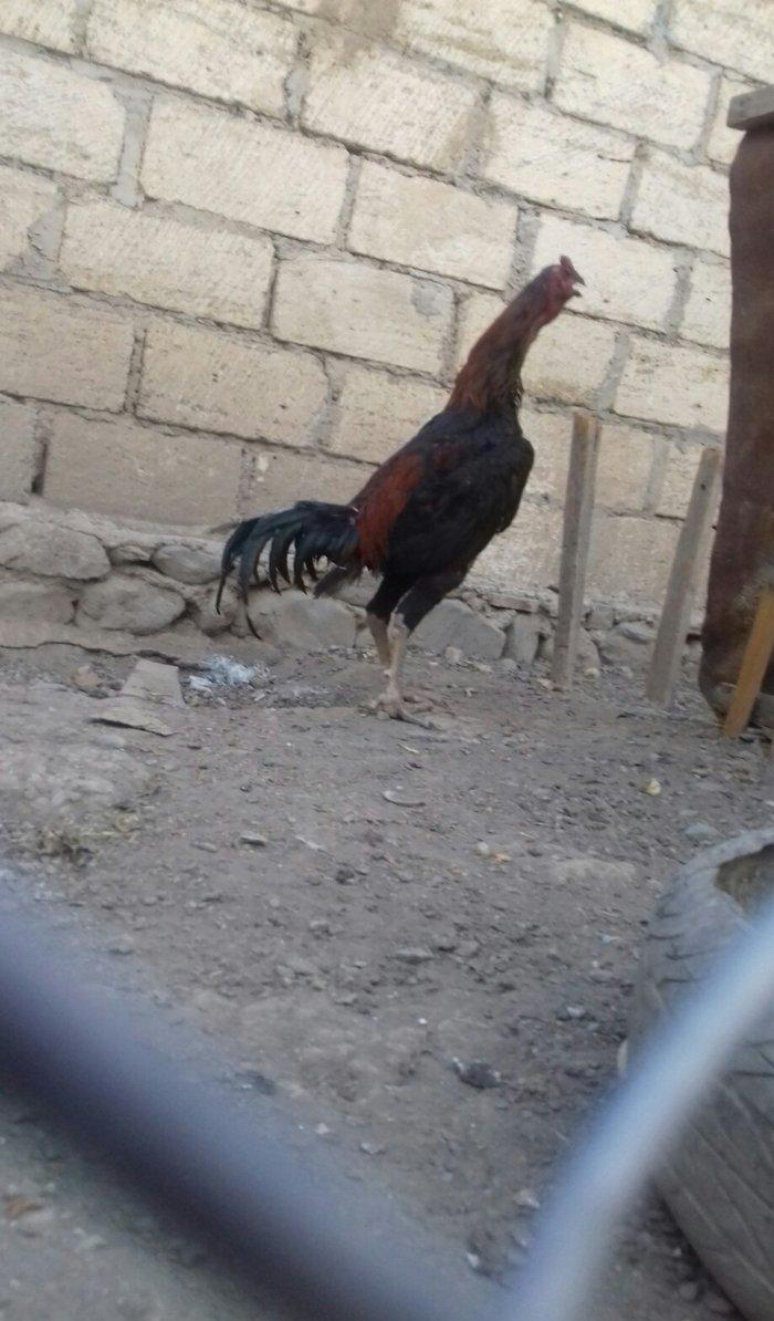 14 ayliqdi çox tərifləmiyecem başı çıxan bilir nədir. Super davası va