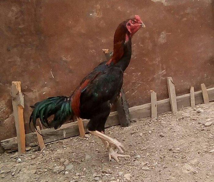 14 ayliqdi çox tərifləmiyecem başı çıxan bilir nədir. Super davası va