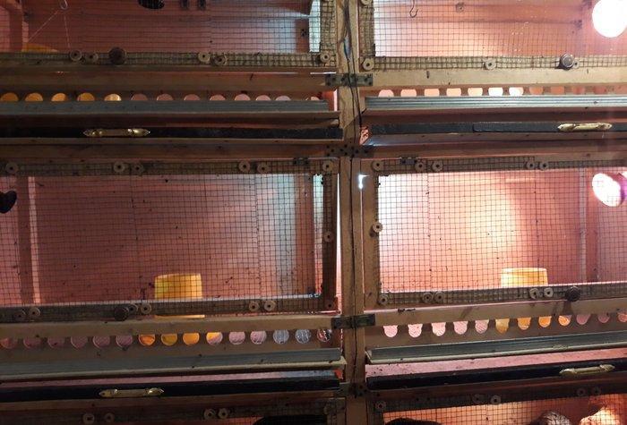 Bruder 600 cuce tutumlu ozume 550 manata basa gelib bunu yigmag cox