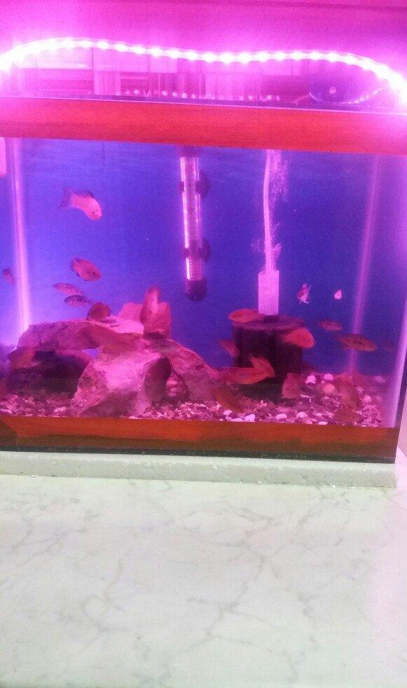 akvarium icinde 10 15 edet balig su nasosu qizdirici isiq daslar qurun