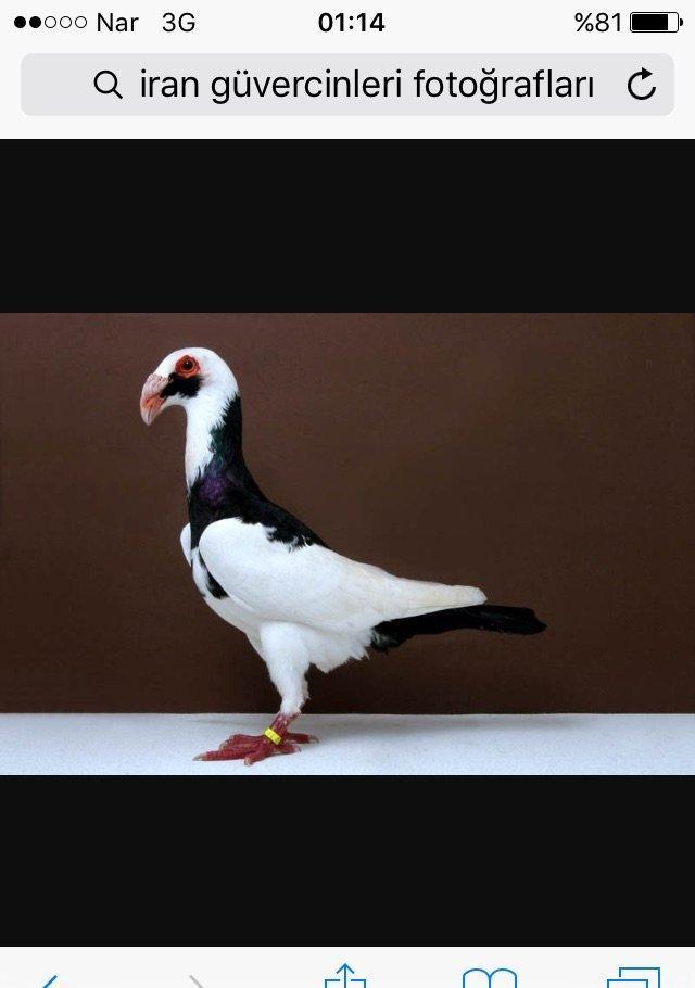 Şekil diqet üçündü dekaratif quşlar alıram qiymet nedirse o qiymete çi