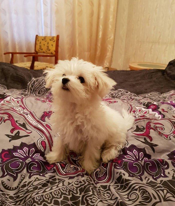 3 ayliq maltez balonkasi balasi satilir. Atasi ve anasi ozumdedi. Atas