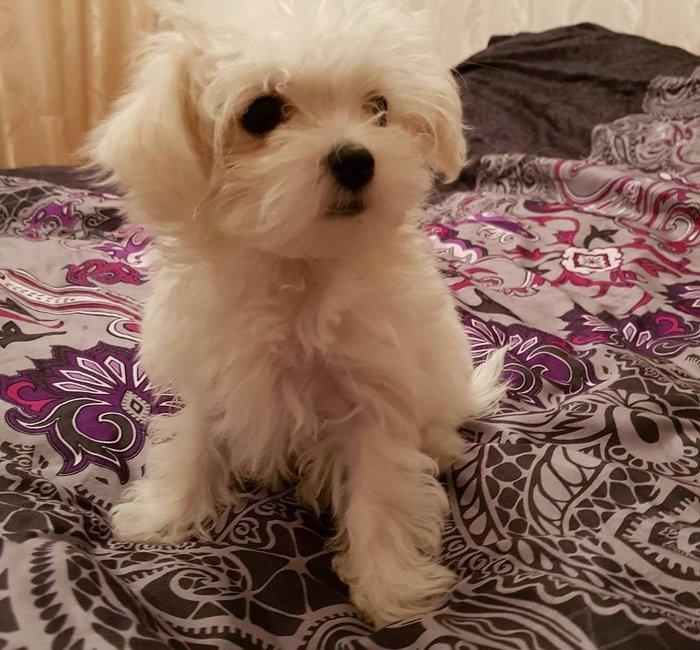 3 ayliq maltez balonkasi balasi satilir. Atasi ve anasi ozumdedi. Atas