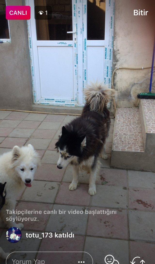Salam temiz paroda 5 ayliğ erkek samoyed. Aşağı yeri var. Anlayişi