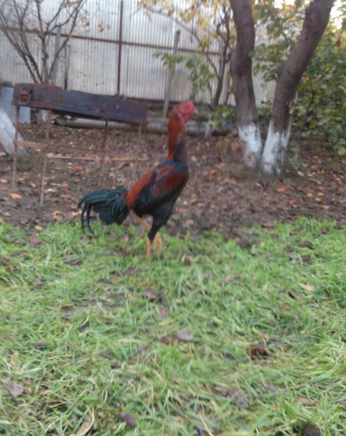 9 aylıq beçedi, super dixanyası var.Pul lazımdı deye satıram. Real qiy