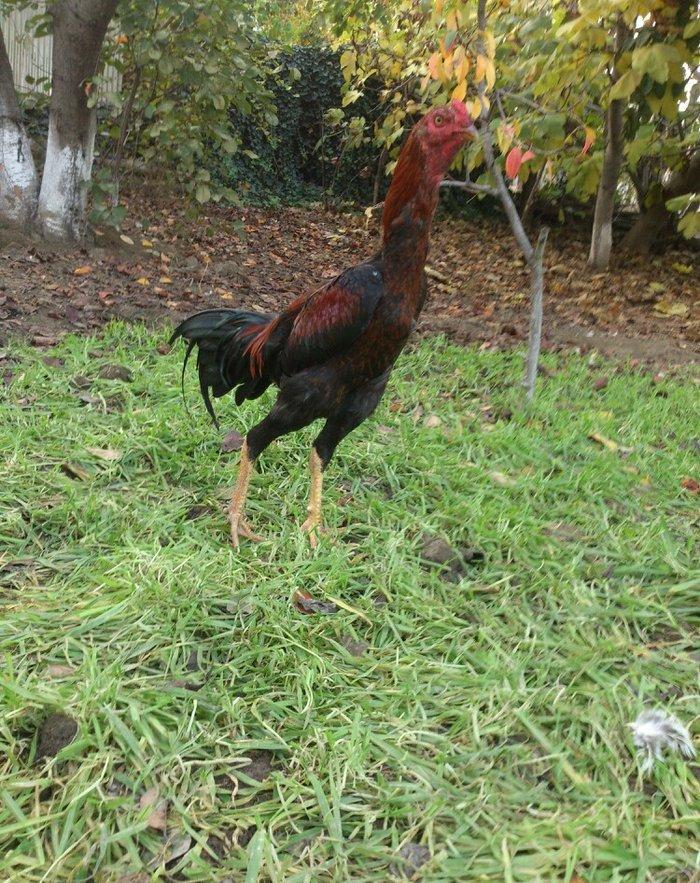 9 aylıq beçedi, super dixanyası var.Pul lazımdı deye satıram. Real qiy