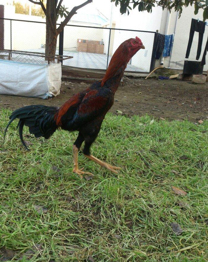 9 aylıq beçedi, super dixanyası var.Pul lazımdı deye satıram. Real qiy