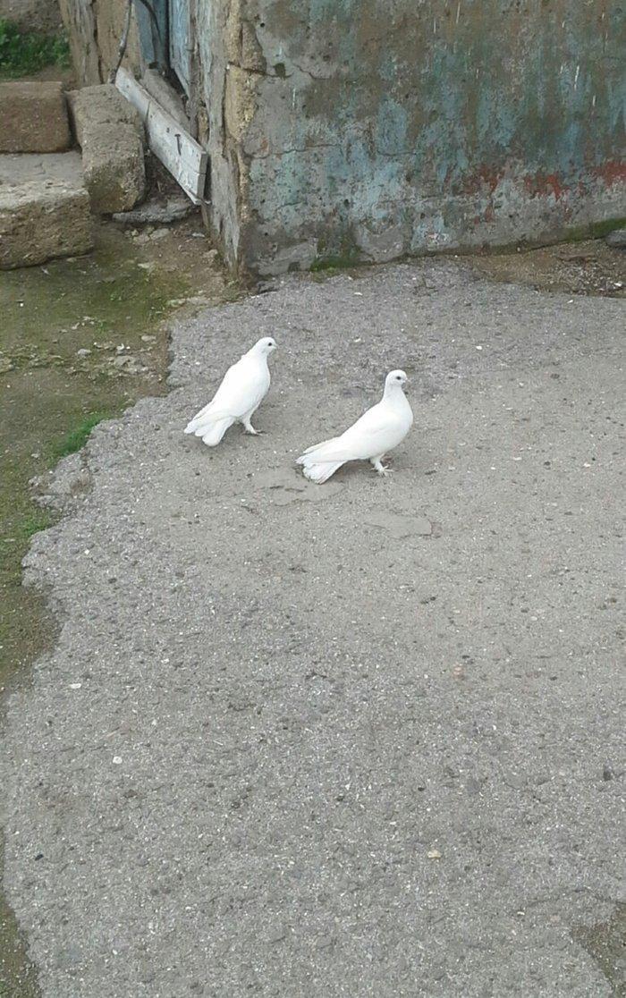 aq mayalardi biri pavlinden cixma mayadir 18 tukdur biride 17 di tukdu