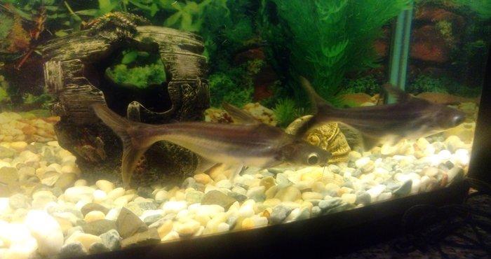 Salam Akula Balixlari Satilir 16 sm di olculeri Ve Barter Edilir