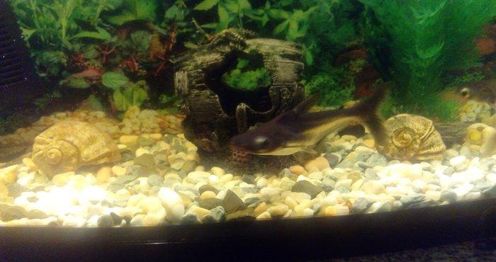 Salam Akula Balixlari Satilir 16 sm di olculeri Ve Barter Edilir