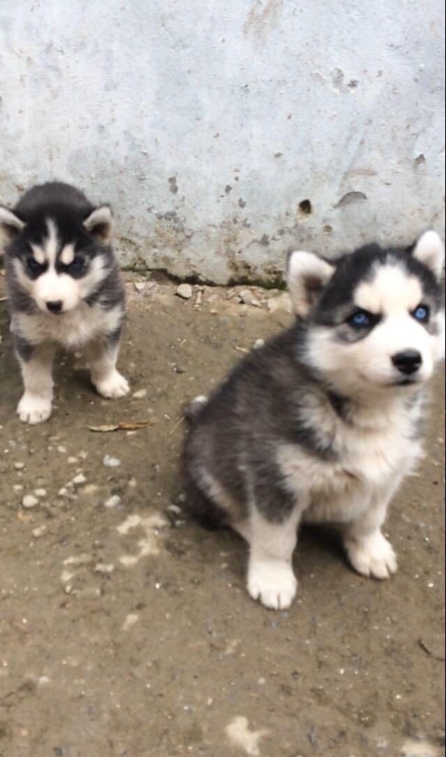 Salam temiz xaski balaları satlır 1 ay 11 günlükdüler qurd dermanları