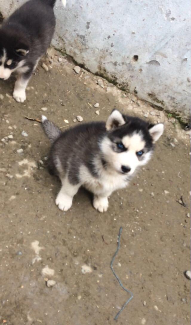 Salam temiz xaski balaları satlır 1 ay 11 günlükdüler qurd dermanları
