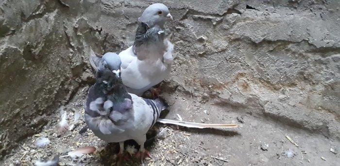 dekodekorotiv quşlar satılır...kinq drakonlar-cütü 40azn...göylər