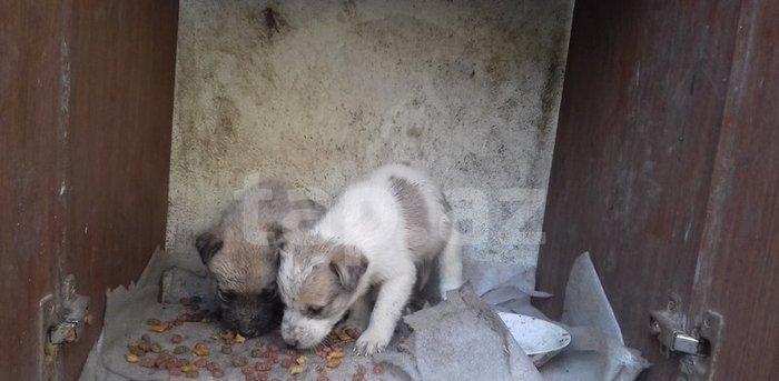 salam tecili satilir 2 dene erkey galib alan uduzmaz pul lazimdi deye