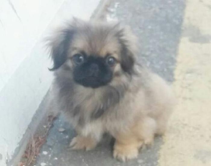 4 aylıq dişi pekines satılır tam sağlam tam peyvendli baladı, zehmet o