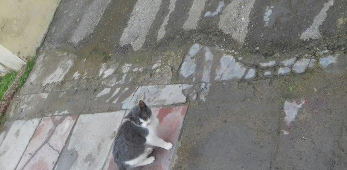 Evi pişiklər Temiz ve yaxsi pişiklerdi.Ancaq evde saxlayın ve yaxsi ba