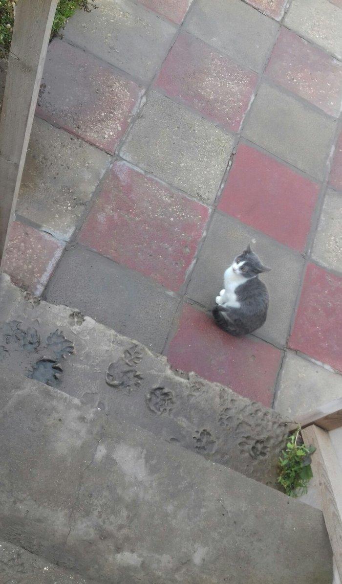 Evi pişiklər Temiz ve yaxsi pişiklerdi.Ancaq evde saxlayın ve yaxsi ba