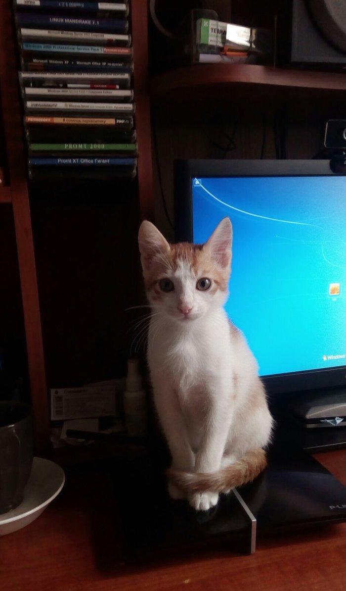 3 aylığ erkək ev pişiyidir,  çox mehriban və şəndir. Heyvansevər və mə