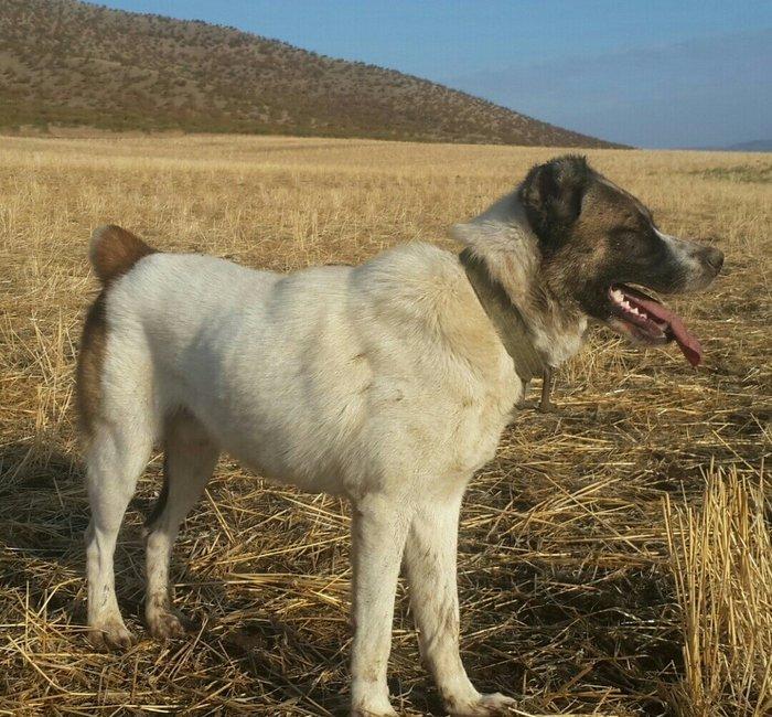 qurd basar satlir ozum 260 manata almisdim 3 ayiqinda 18 ayliqdi indi