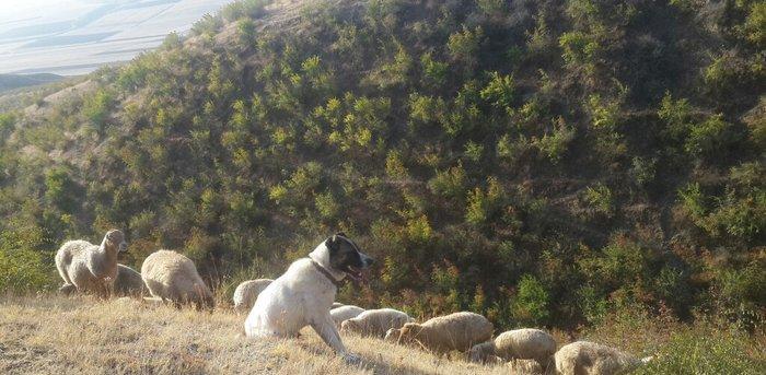 qurd basar satlir ozum 260 manata almisdim 3 ayiqinda 18 ayliqdi indi