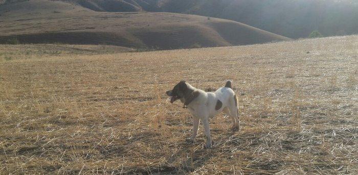 qurd basar satlir ozum 260 manata almisdim 3 ayiqinda 18 ayliqdi indi