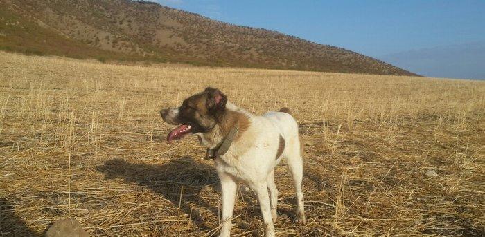 qurd basar satlir ozum 260 manata almisdim 3 ayiqinda 18 ayliqdi indi