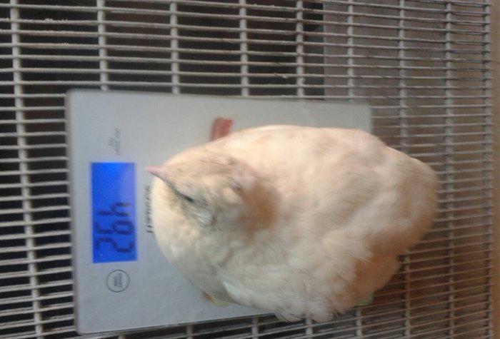 Temiz texas sortu bildircinlerin mayali yumurtasin satiram 5,10dene yu